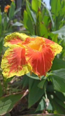 Bahçedeki Canna Lily