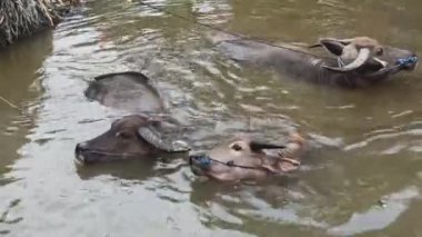 Nehirde Yüzme buffalo