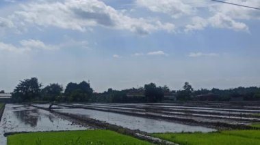 Tarlalarda pirinç ekmeye başladı.