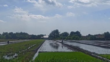 Tarlalarda pirinç ekmeye başladı.