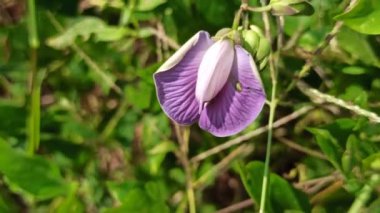 Bahçedeki kelebek çiçeği.