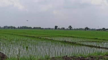 Tarlalarda pirinç ekmeye başladı.