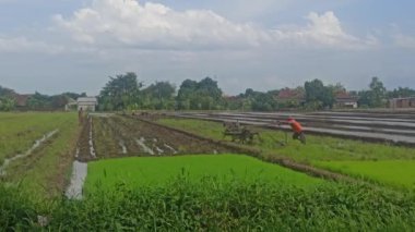 Tarlalarda pirinç ekmeye başladı.