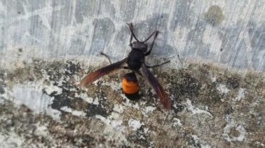 Vespa affinis bahçede