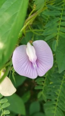 Bahçedeki kelebek çiçeği.