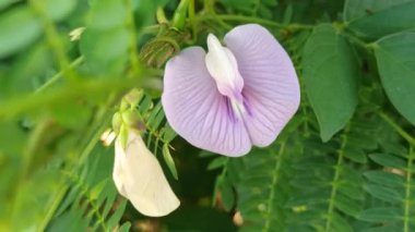 Bahçedeki kelebek çiçeği.