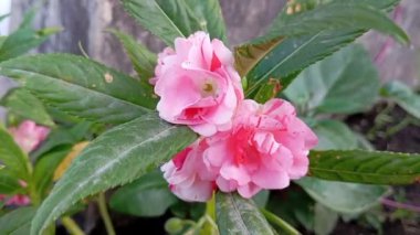  Bahçedeki sabırsız balsamina