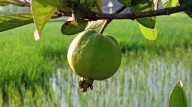 Ağaçtaki guava.