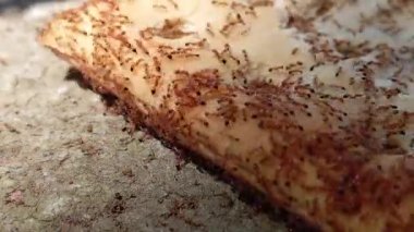 Karıncalar bisküvi krakerinin etrafını sarmış.