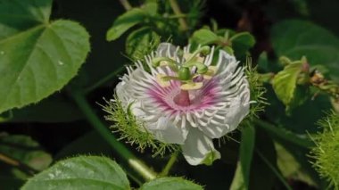 Passiflora foetida Bahçede
