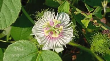 Passiflora foetida Bahçede