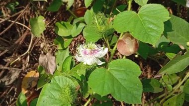 Passiflora foetida Bahçede
