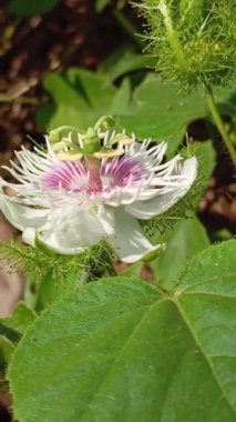Passiflora foetida Bahçede