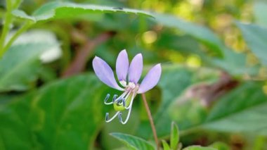 Ağaçta Cleome Rutidosperma