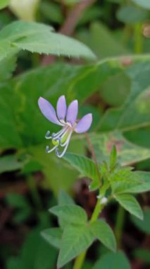 Ağaçta Cleome Rutidosperma