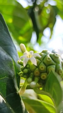 Ağacın üzerinde meyve olmayan çiçek