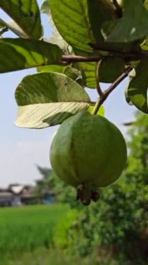 Ağaçtaki guava.