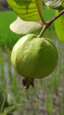 Ağaçtaki guava.