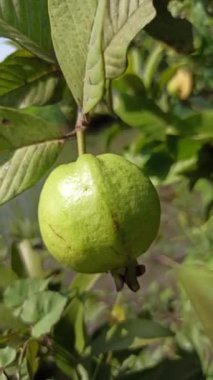 Ağaçtaki guava.