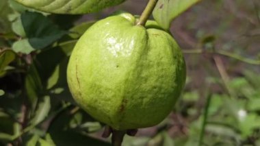 Ağaçtaki guava.