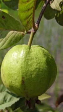 Ağaçtaki guava.