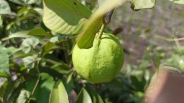 Ağaçtaki guava.