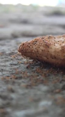 Karıncalar bisküvi krakerinin etrafını sarmış.