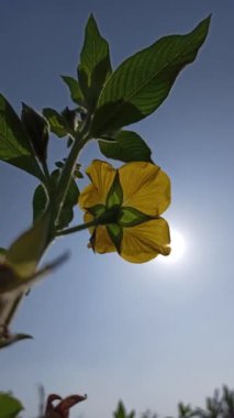 Ludwigia Octovalvis bahçede.