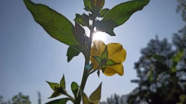 Ludwigia Octovalvis bahçede.