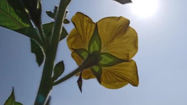 Ludwigia Octovalvis bahçede.