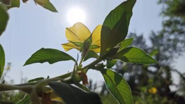 Ludwigia Octovalvis bahçede.