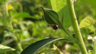 Uğur böceği ağaçta yürüyor