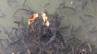 Nehirdeki yayın balığı çiftliği