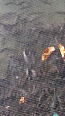 Nehirdeki yayın balığı çiftliği