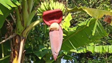 Bahçede muz çiçeği