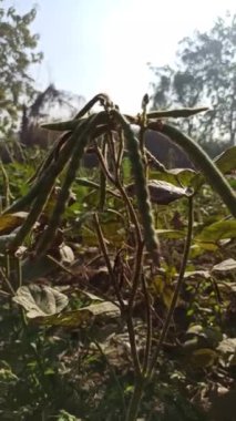 yeşil fasulyeler tarlada yetiştiriliyor.