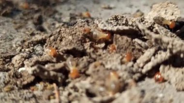 Yerdeki termitler.