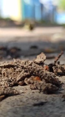 Yerdeki termitler.