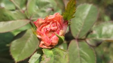 Bahçedeki pembe gül.