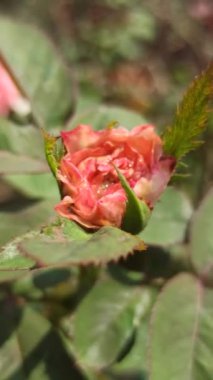 Bahçedeki pembe gül.