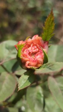 Bahçedeki pembe gül.