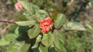 Bahçedeki pembe gül.