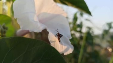 Amata huebneri bahçede