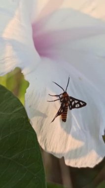 Amata huebneri bahçede