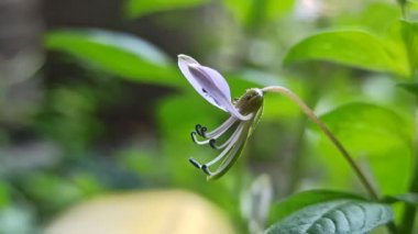 Cleome Rutidosperma bahçede