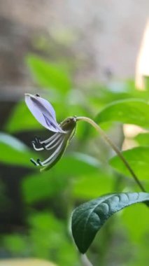 Cleome Rutidosperma bahçede