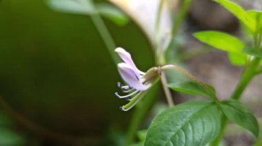 Cleome Rutidosperma bahçede