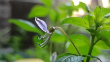 Cleome Rutidosperma bahçede