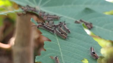 Tırtıl haşereleri bitkilere saldırır.