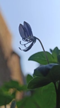 Cleome Rutidosperma bahçede